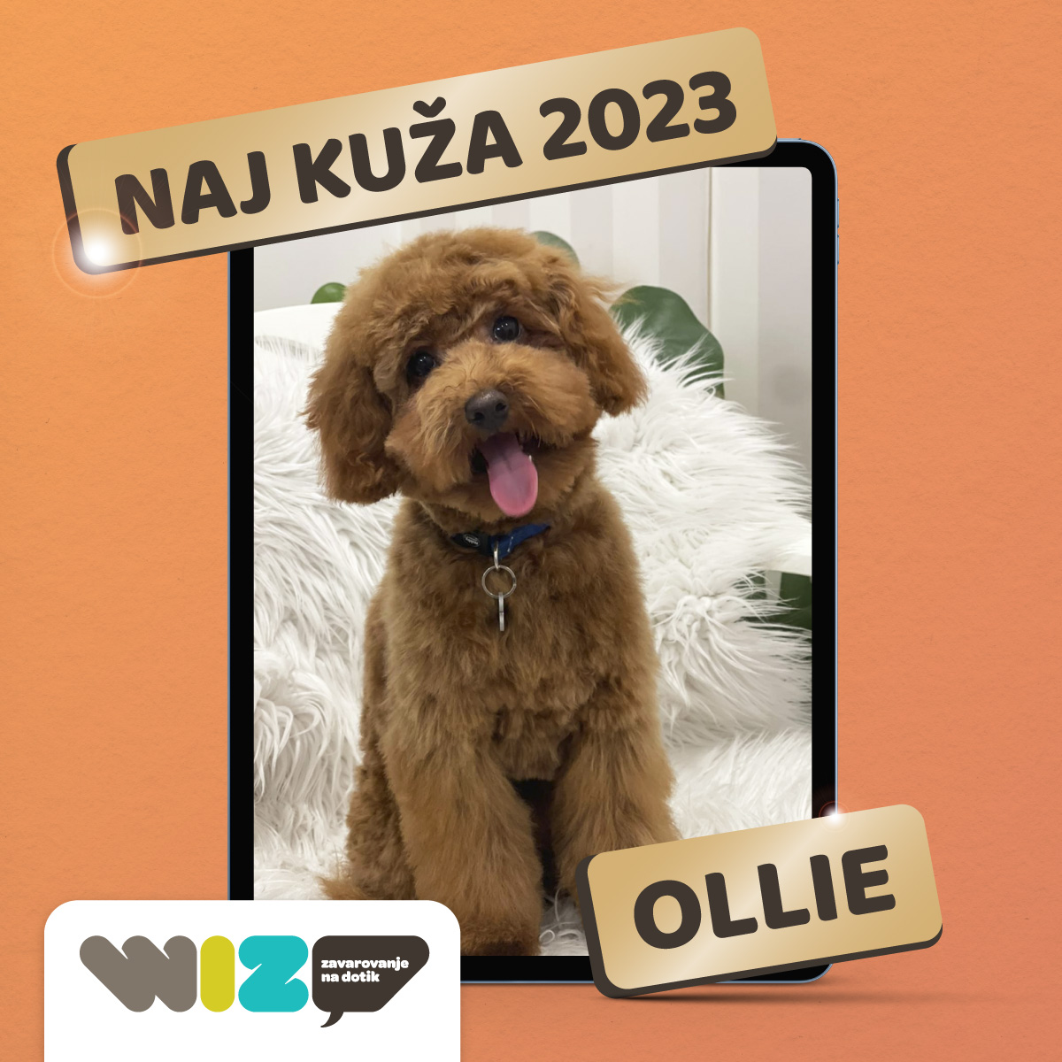 
			WIZ naj kuža 2023, kužki v zraku
		