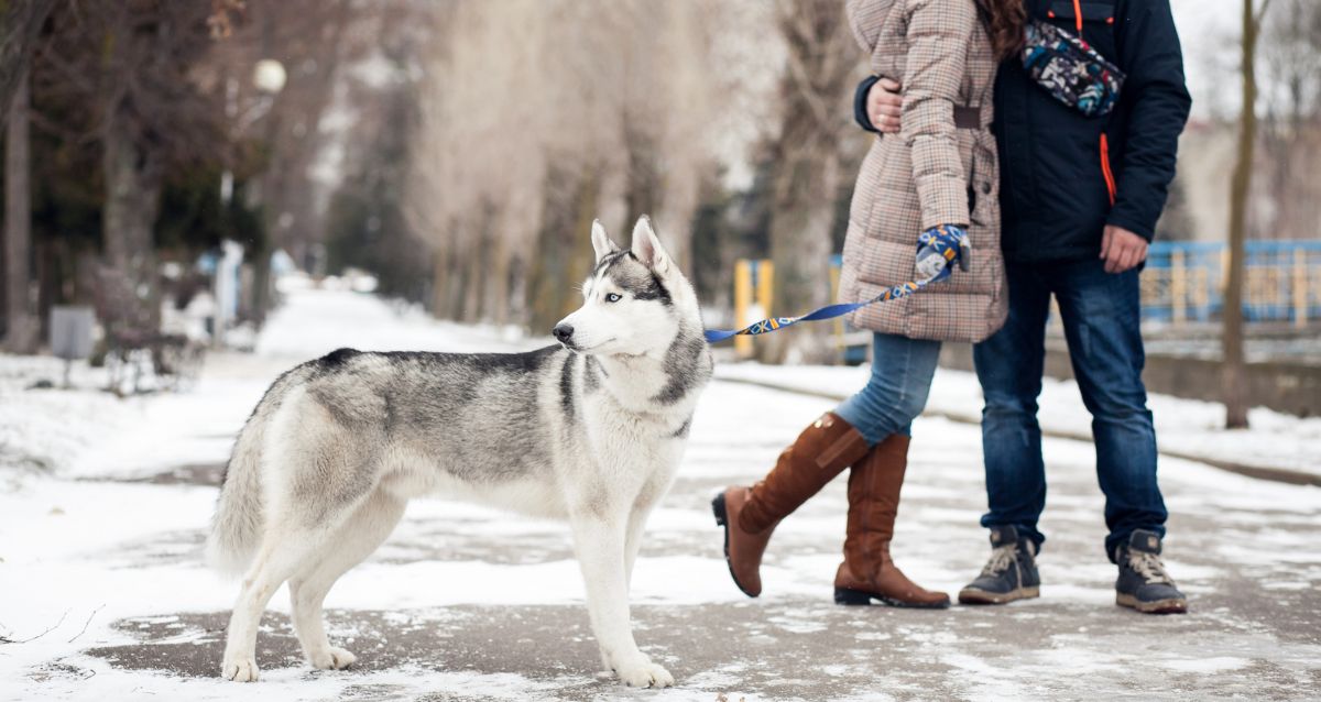 bel kosmatinec, kuža, sprehod pozimi