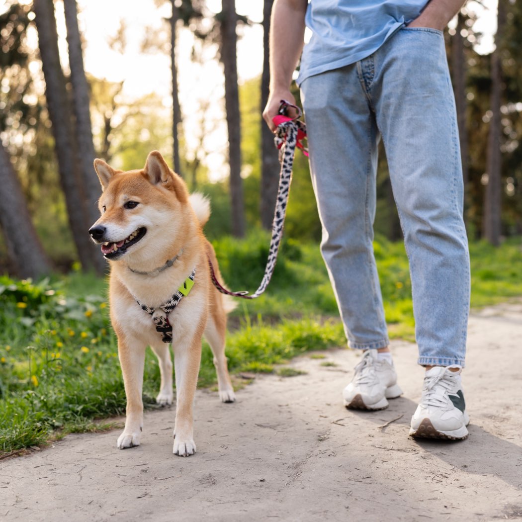 sprehajanja psa, pama Shiba inu, wiz blog