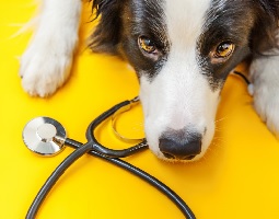 kuža in stetoskop, WIZ Blog, 10 najbolj pogostih bolezni psov in veterinarski stroški