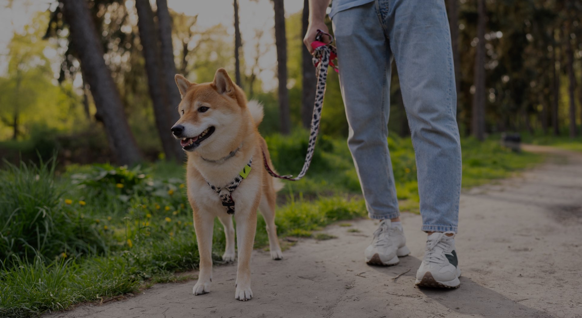 sprehajanja psa, pama Shiba inu