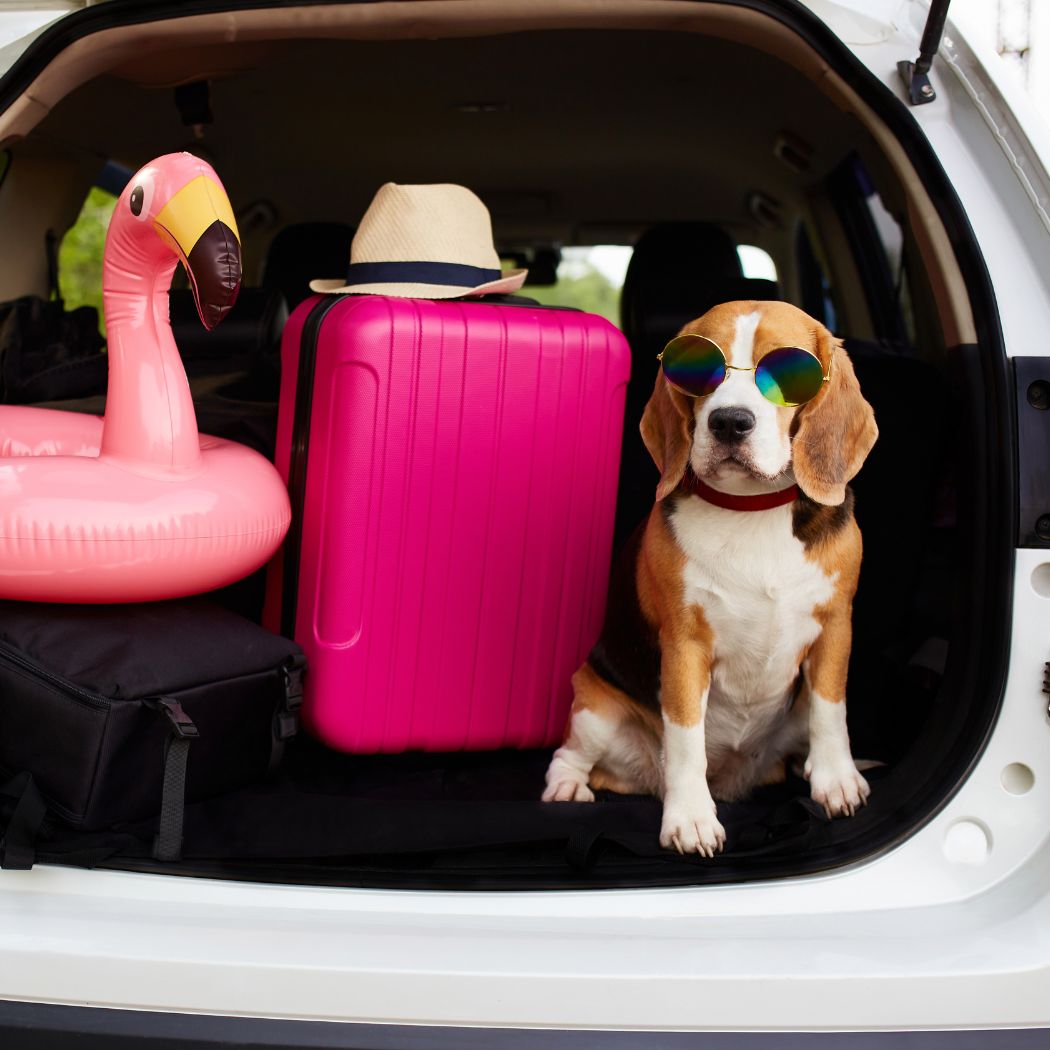 kuza v prtljažniku, roza kovček, potovanje, wiz kuža blog