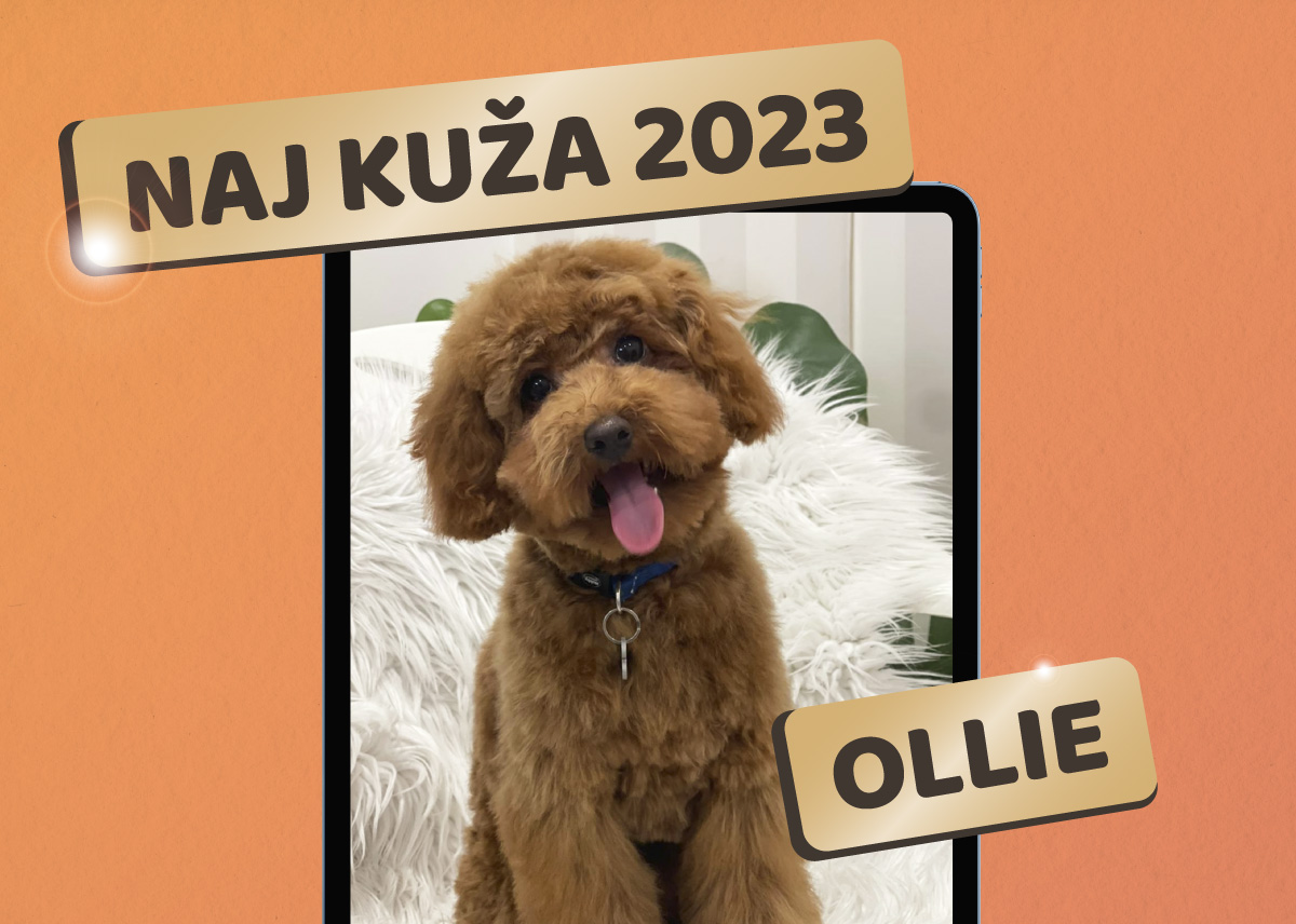 naj kuža 2023 igra