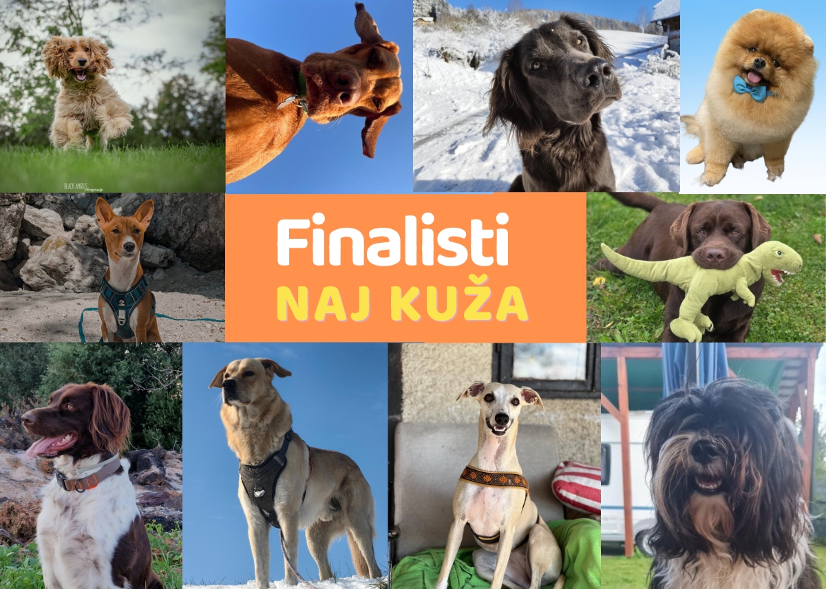 naj kuža 2025, kuža moli tačko