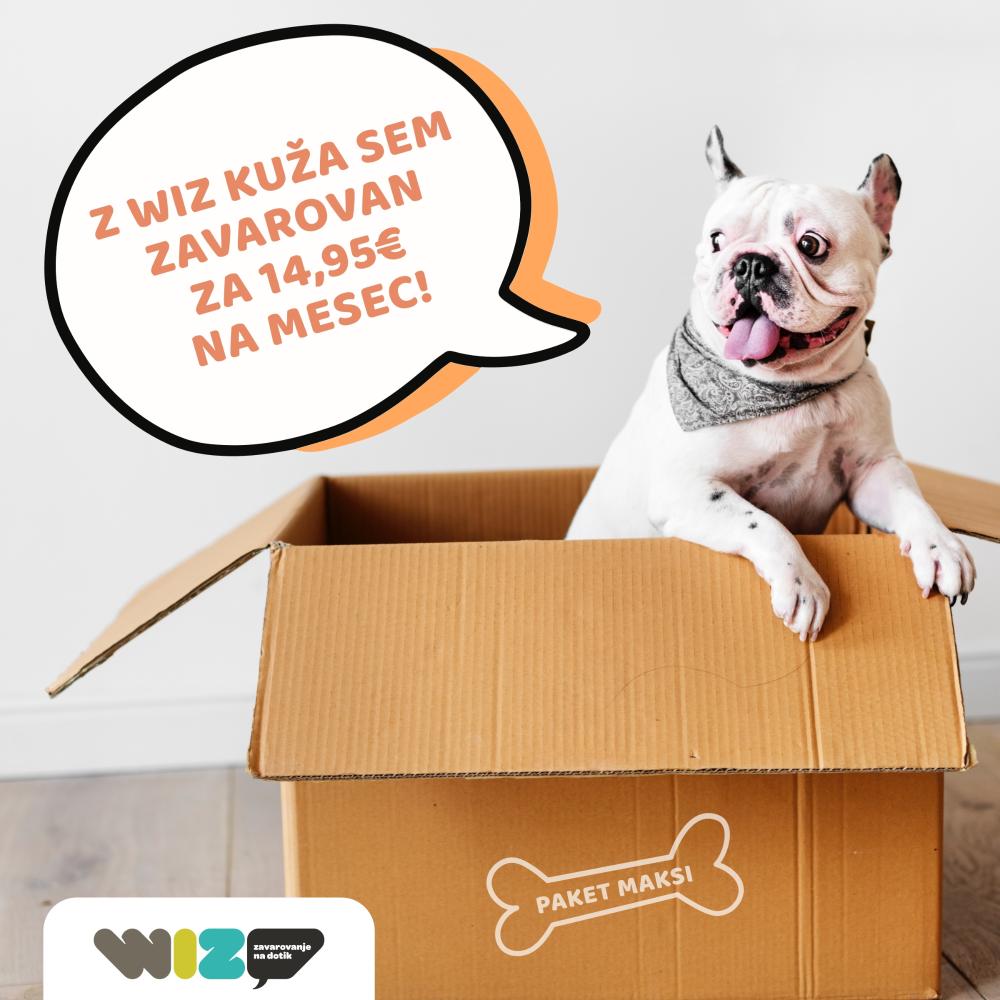 pes, beli mali buldog v škatli, wiz kuža 
